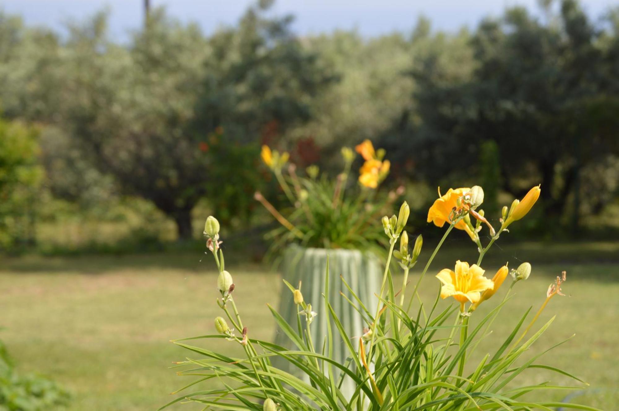 Thea 1 Apartment Platamonas
